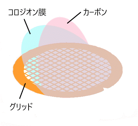 コロジオン膜貼付メッシュ – Nisshin-EM