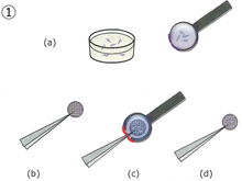 画像をギャラリービューアに読み込む, C型ディッパー