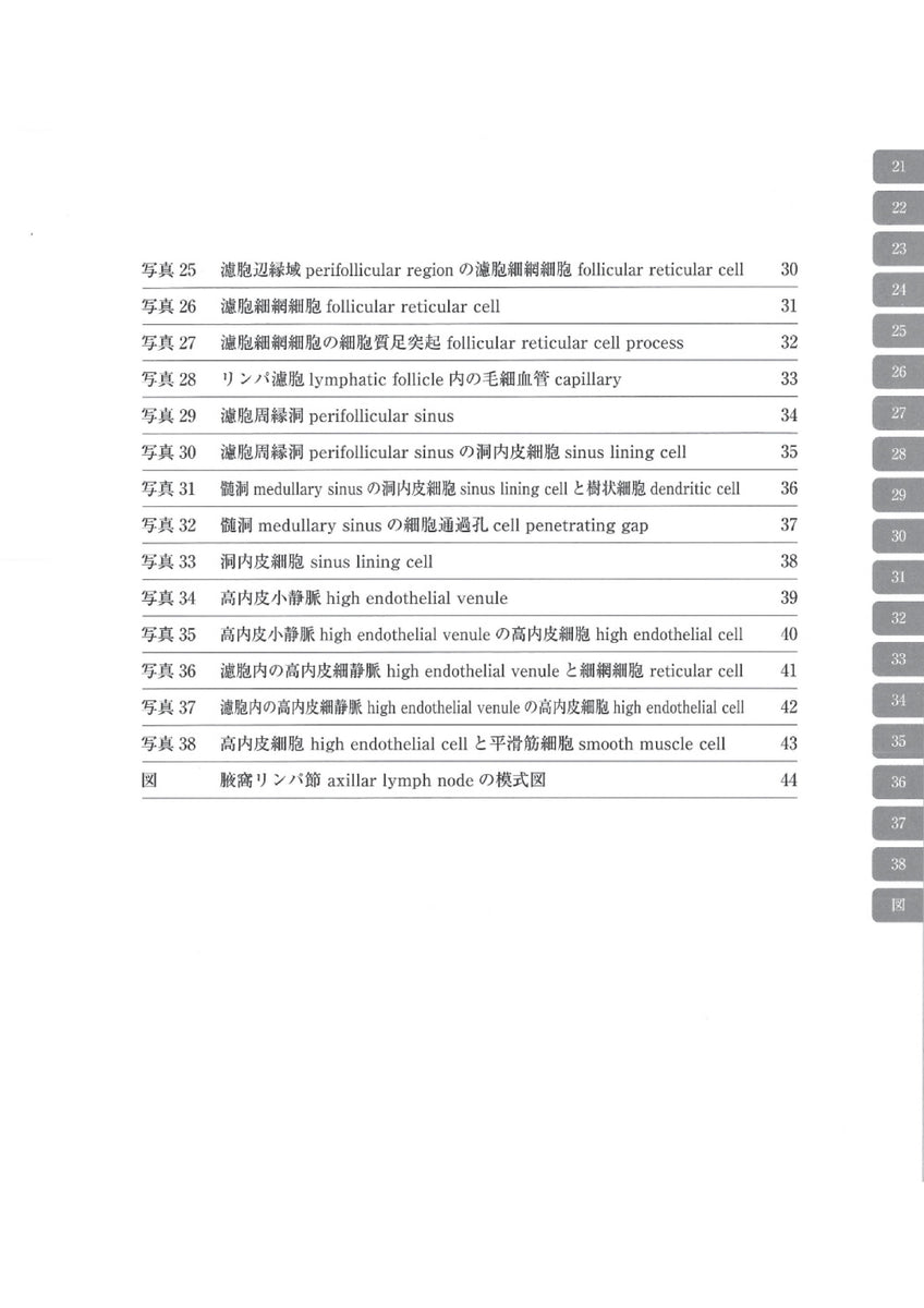 電子顕微鏡アトラス ラットの正常構造 2 リンパ節 Lymph node