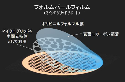 フォルムバール支持膜