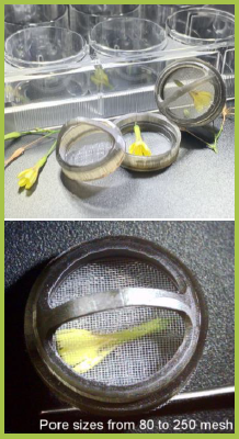 凍結置換バスケット