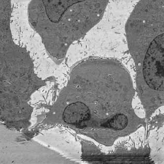 CLEM/vEM特化樹脂　R221®