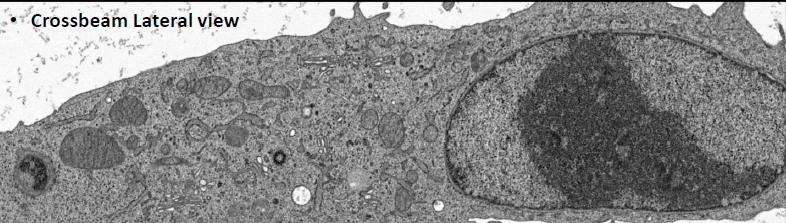 CLEM/vEM特化樹脂　R221®