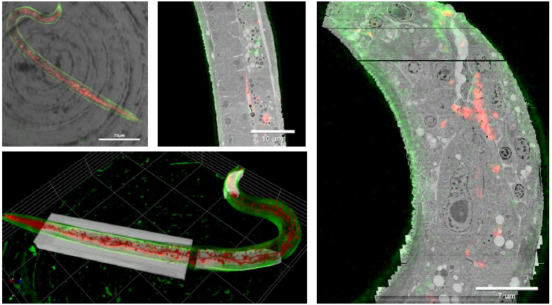 CLEM/vEM特化樹脂　R221®