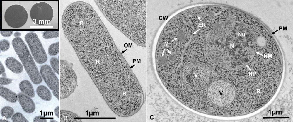 サンドイッチ凍結法用グリッド