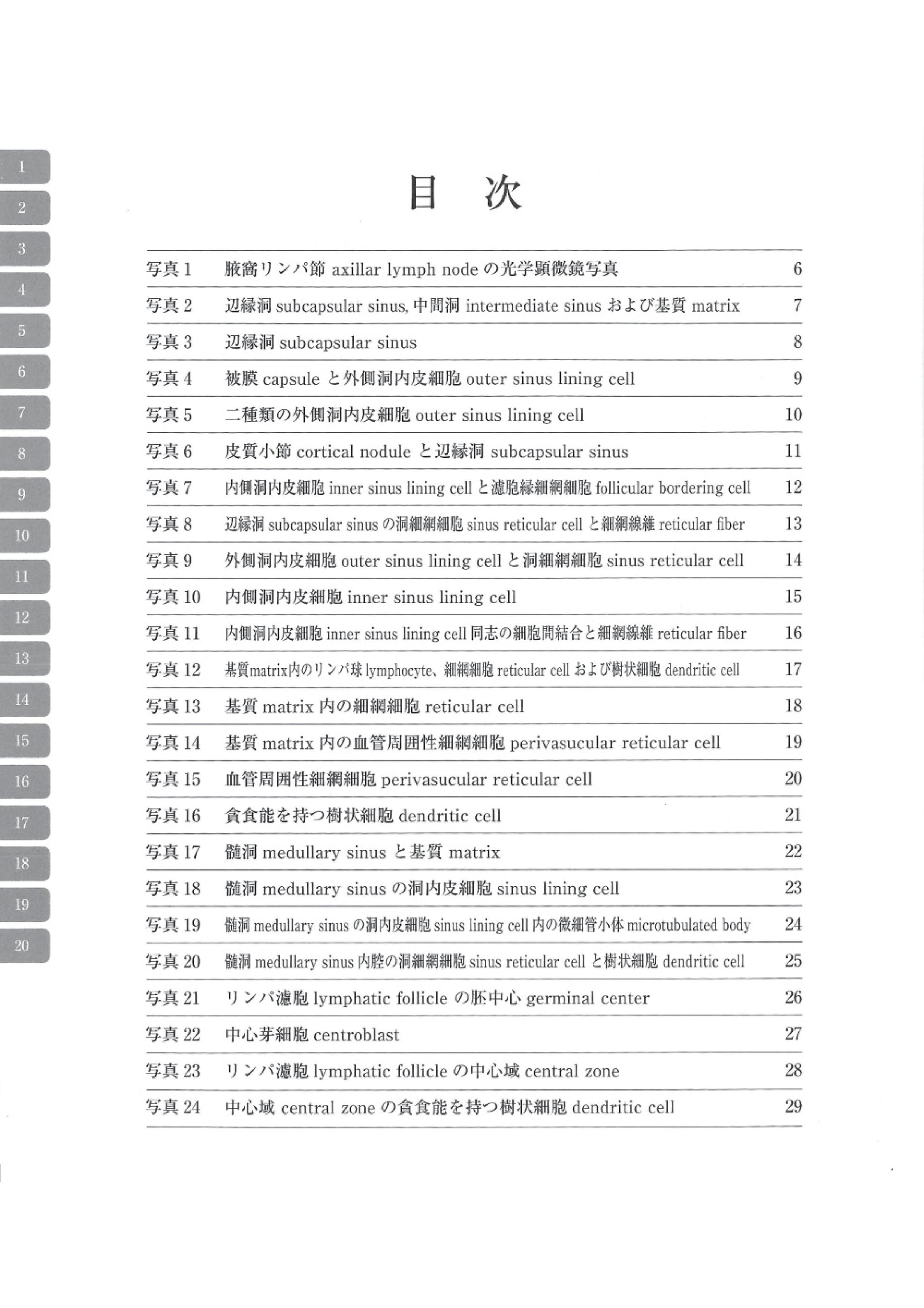 电子显微镜图谱大鼠正常结构 2 淋巴结 淋巴结