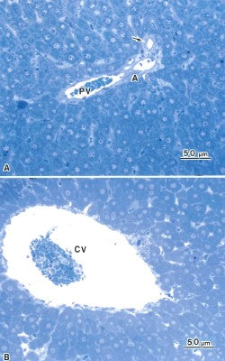 电子显微镜图谱大鼠正常结构 1 肝脏 肝脏