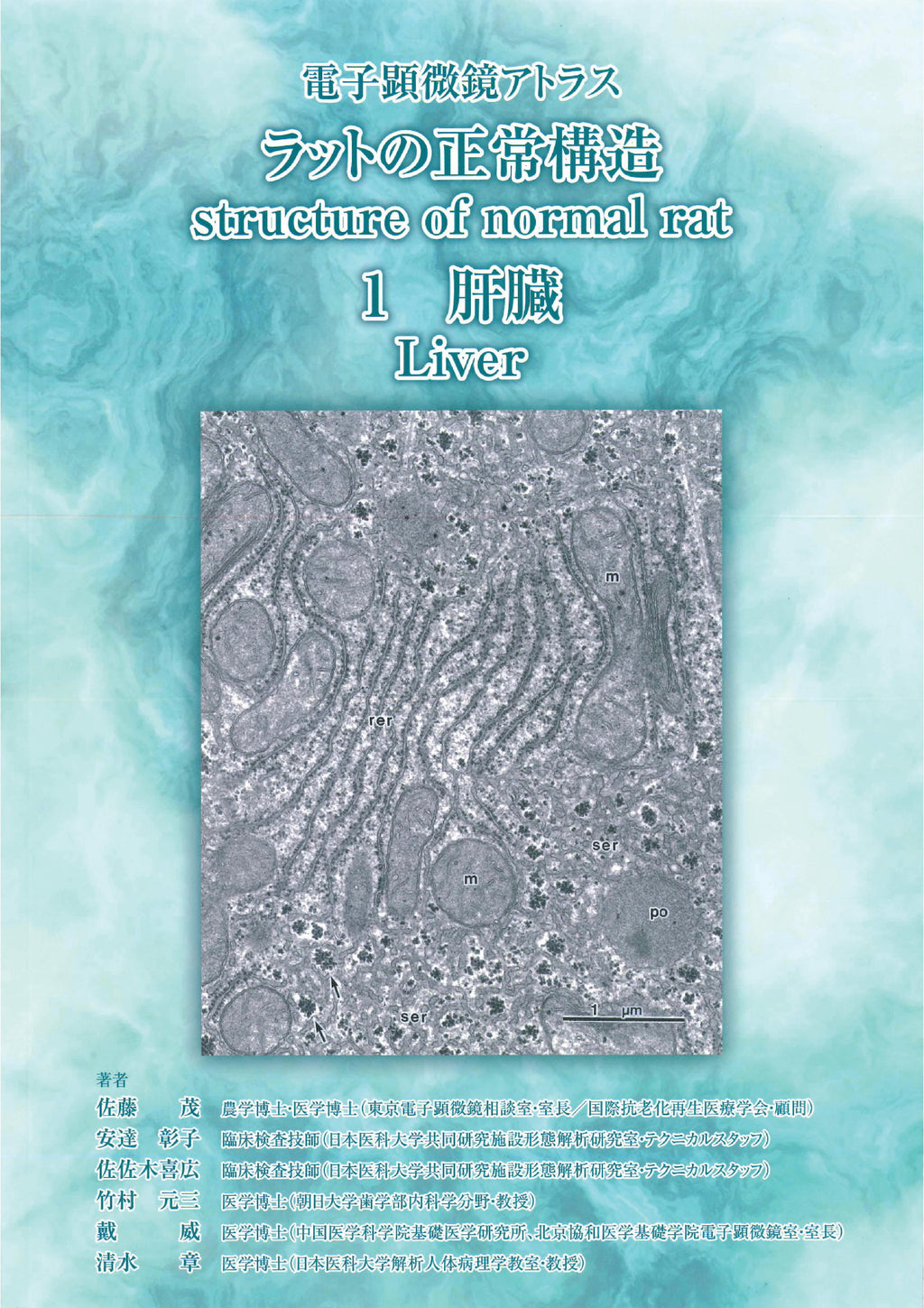 电子显微镜图谱大鼠正常结构 1 肝脏 肝脏