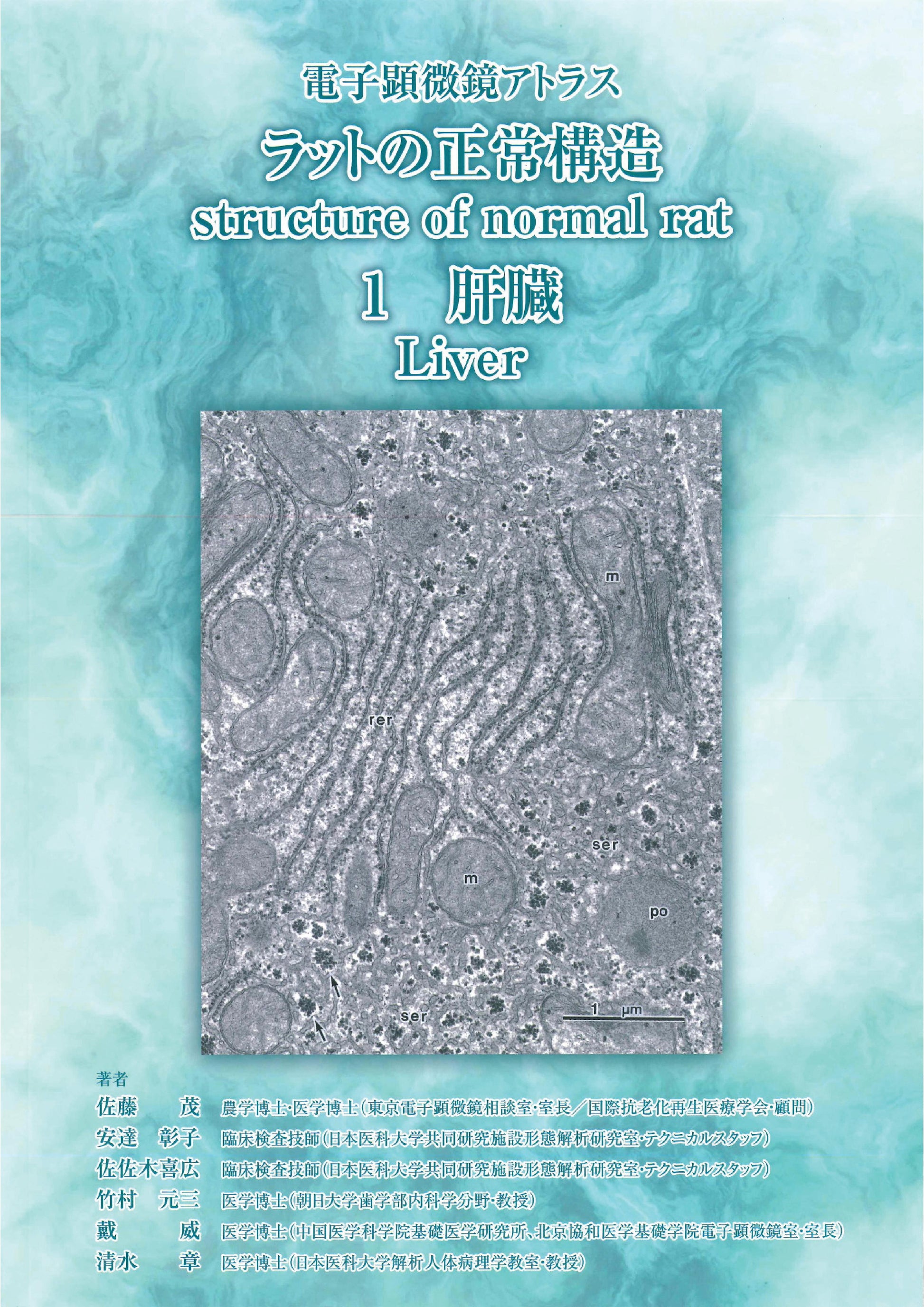 电子显微镜图谱大鼠正常结构 1 肝脏 肝脏