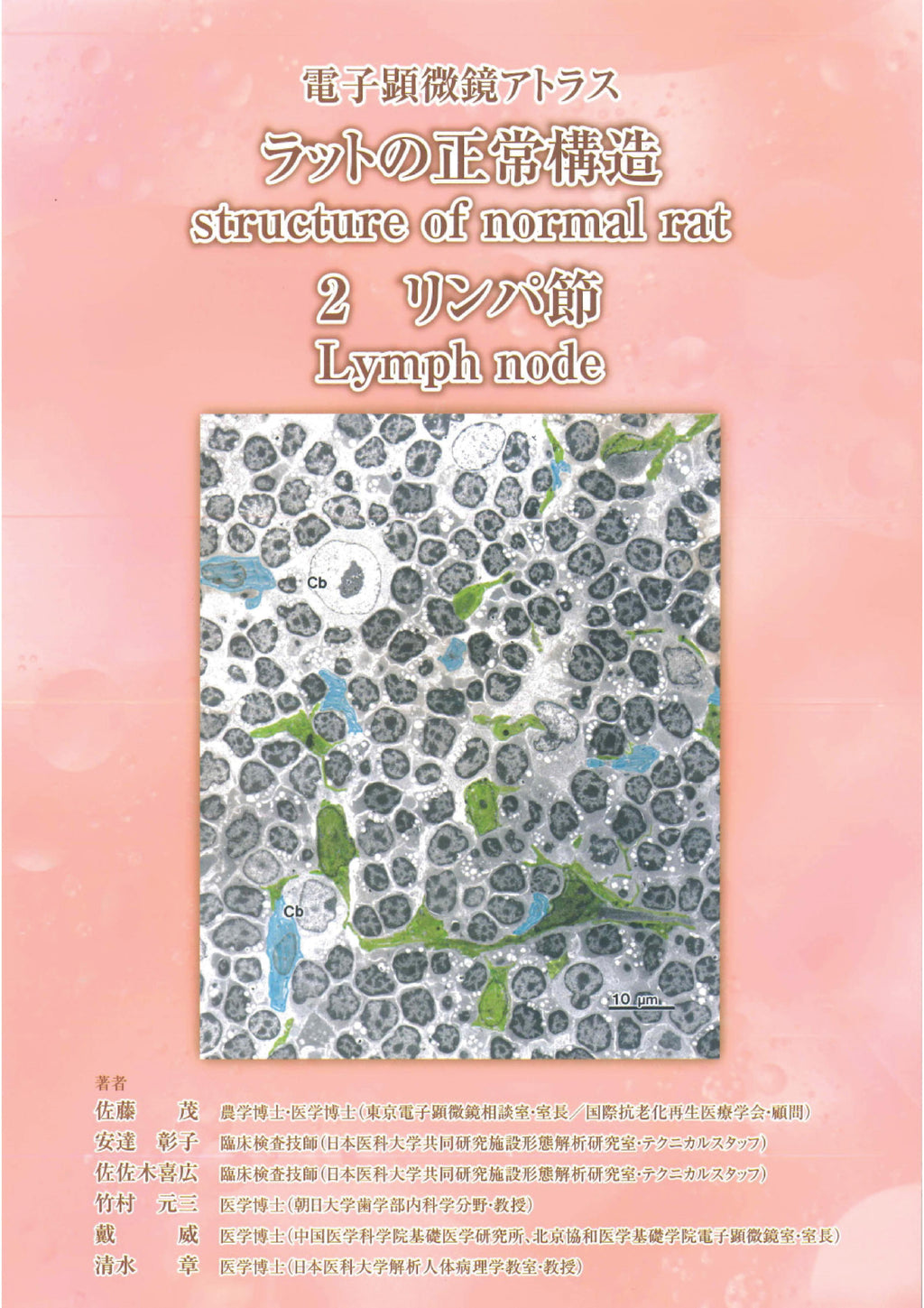 电子显微镜图谱大鼠正常结构 2 淋巴结 淋巴结