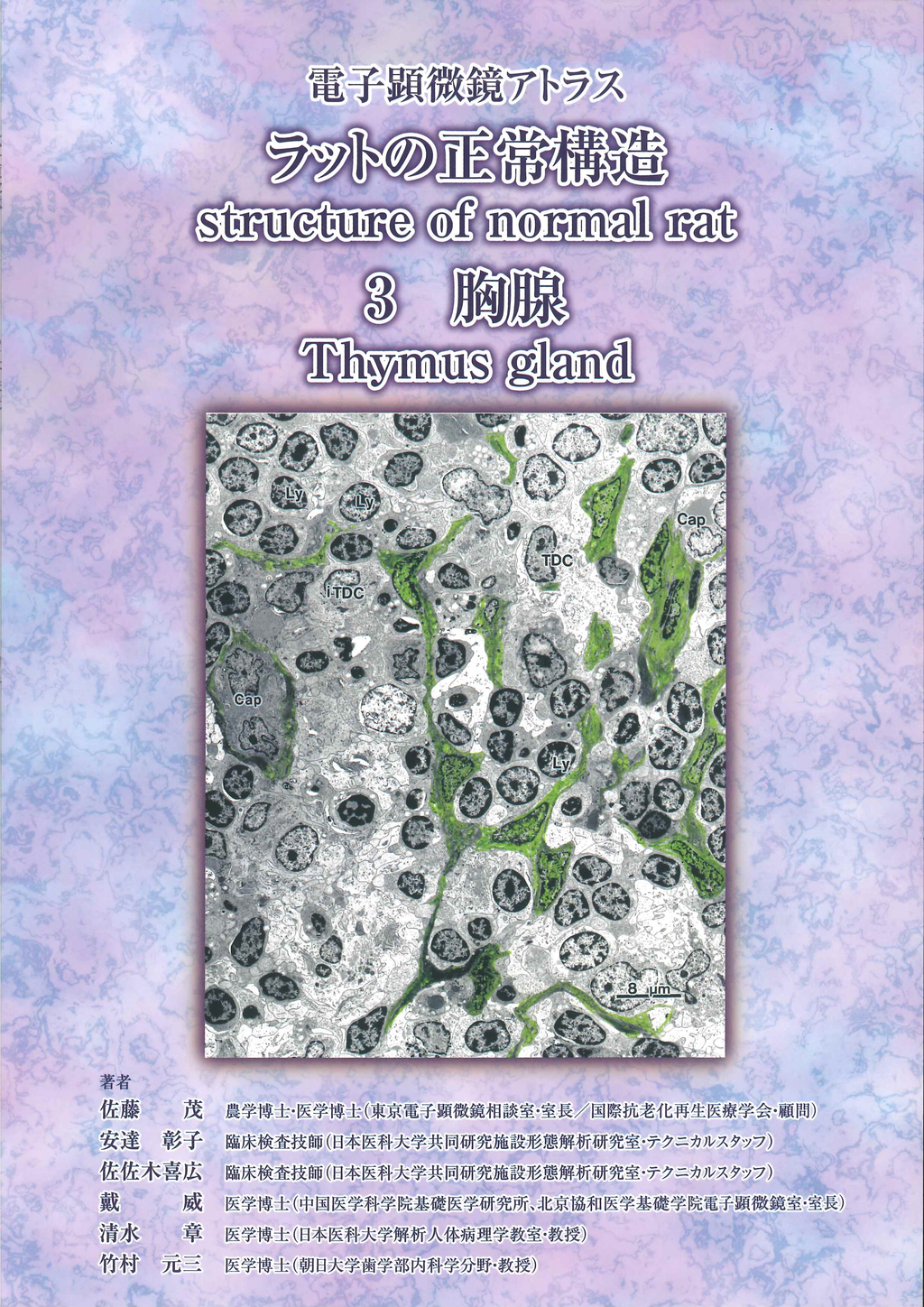 电子显微镜 Atlas 大鼠正常结构 3 胸腺