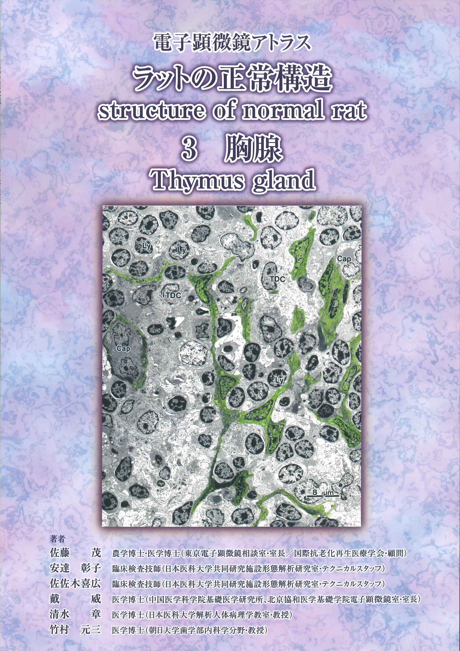 电子显微镜 Atlas 大鼠正常结构 3 胸腺