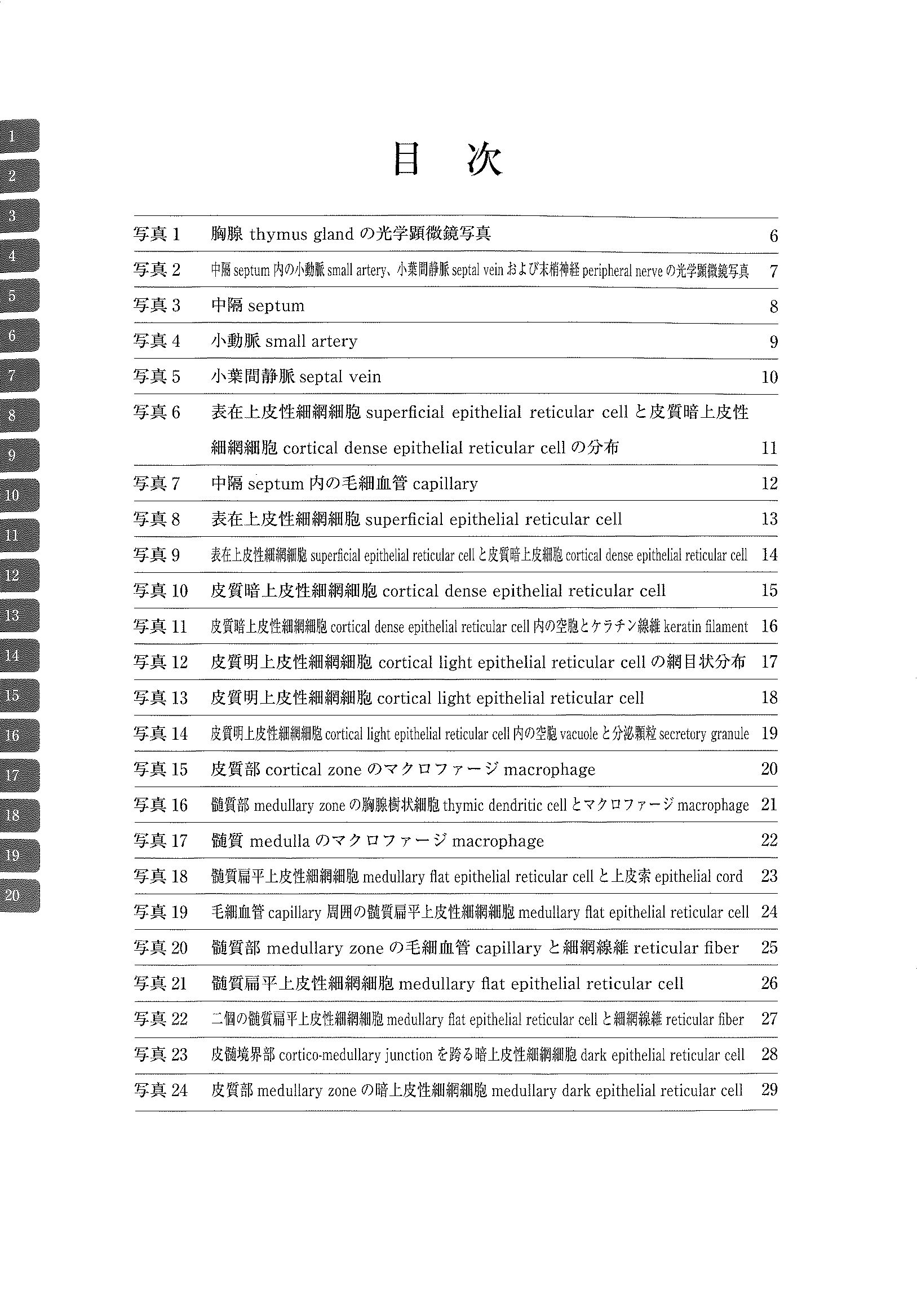 电子显微镜 Atlas 大鼠正常结构 3 胸腺
