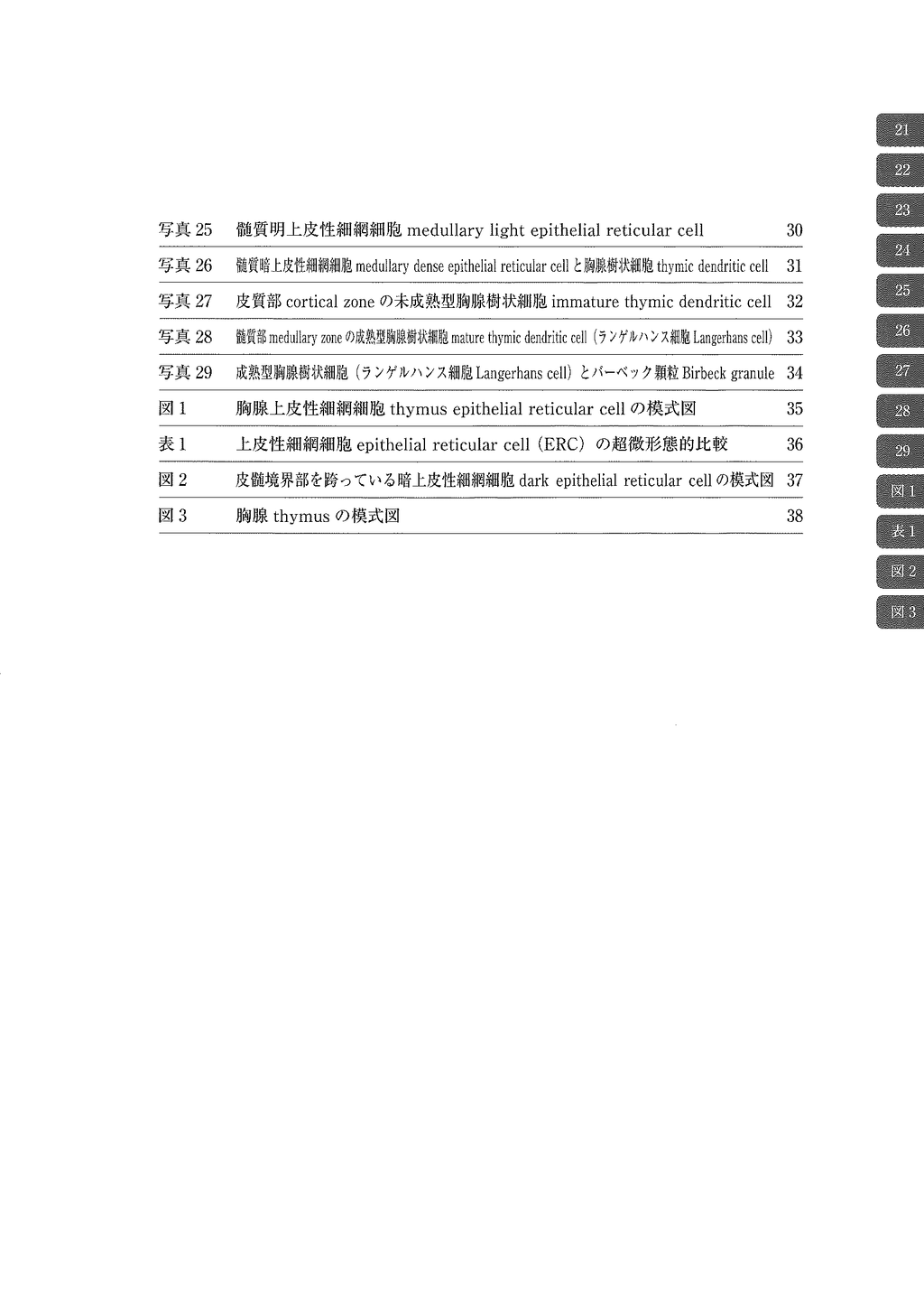 电子显微镜 Atlas 大鼠正常结构 3 胸腺
