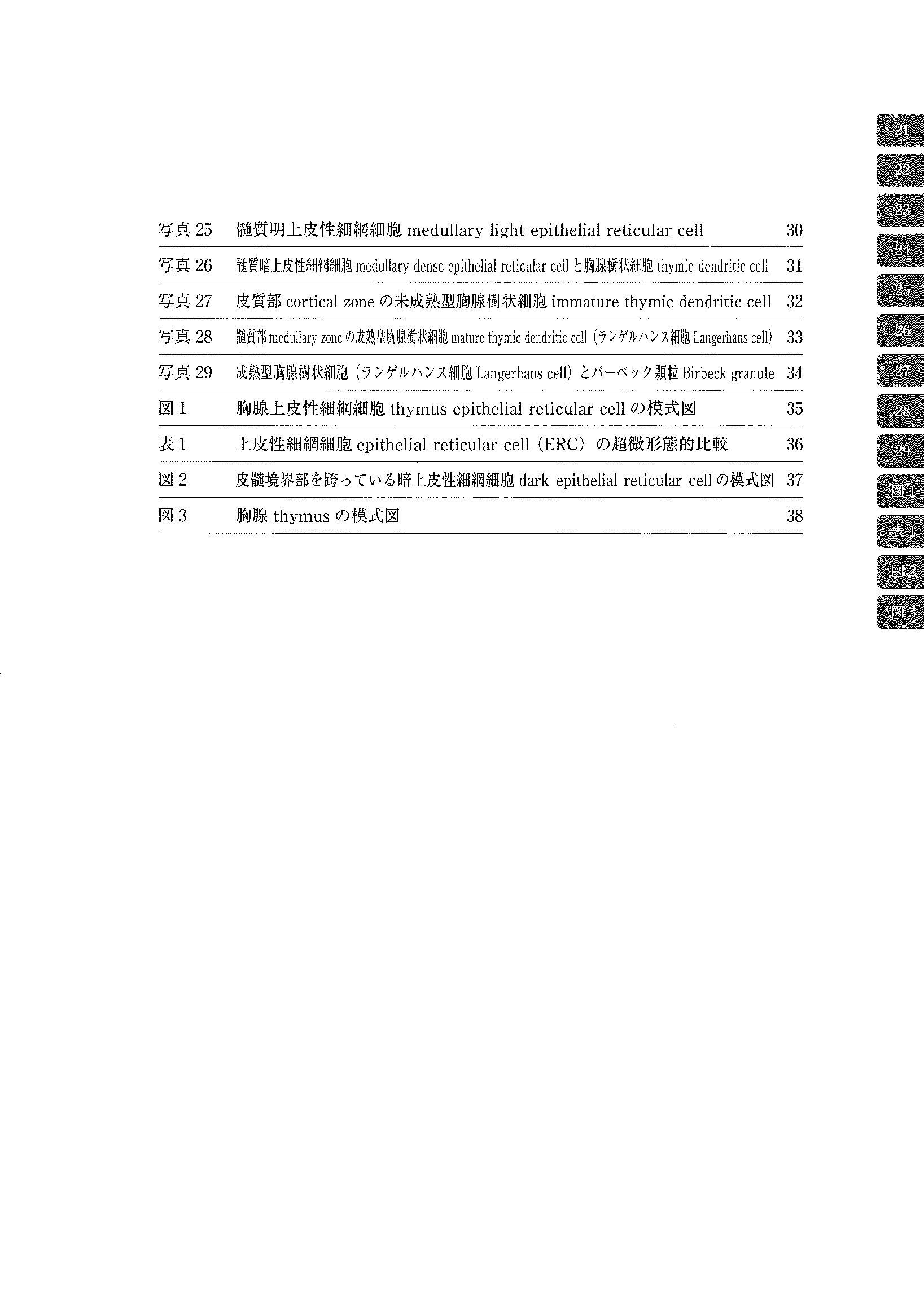 电子显微镜 Atlas 大鼠正常结构 3 胸腺