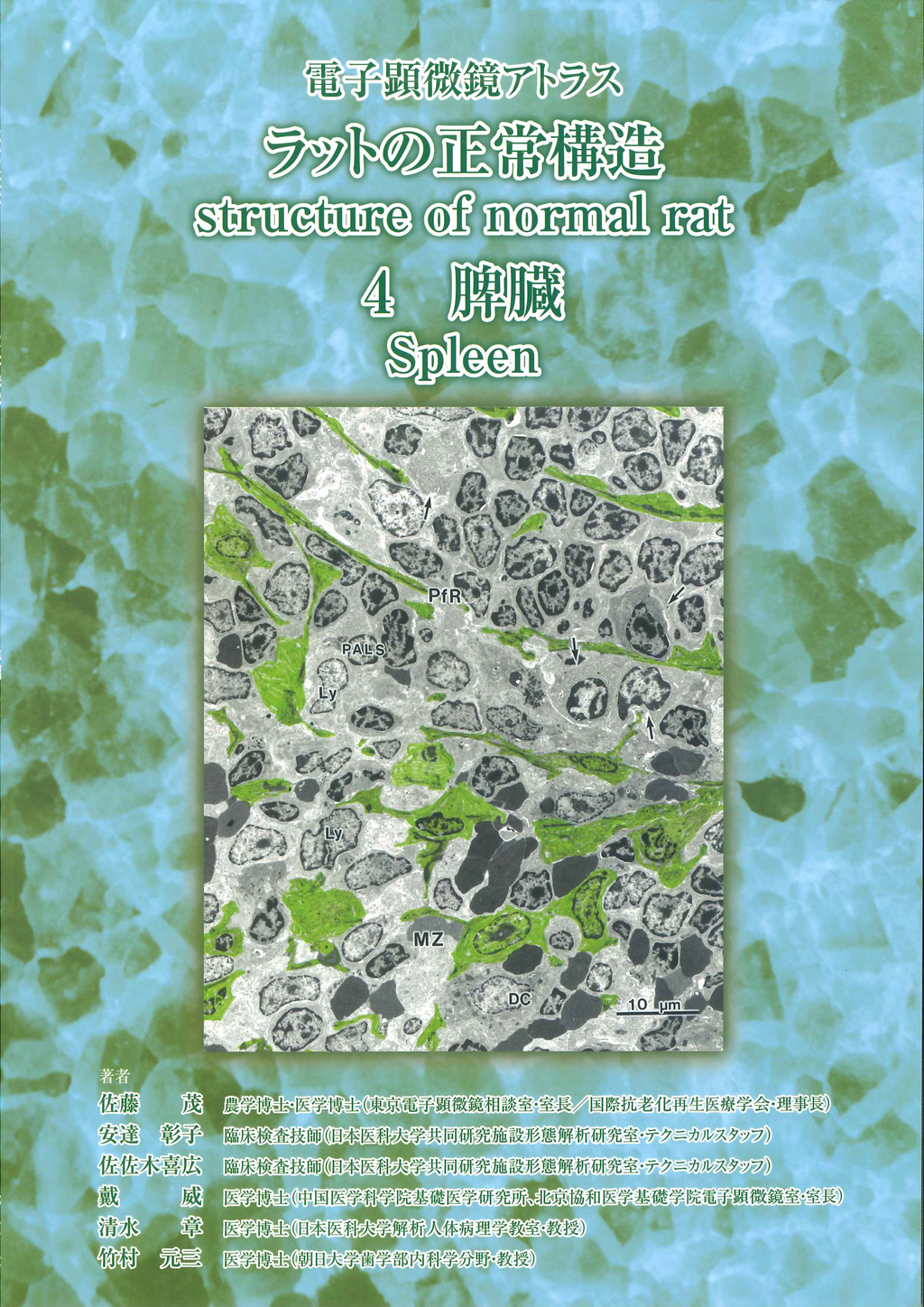 电子显微镜 Atlas 大鼠正常结构 4 脾 脾