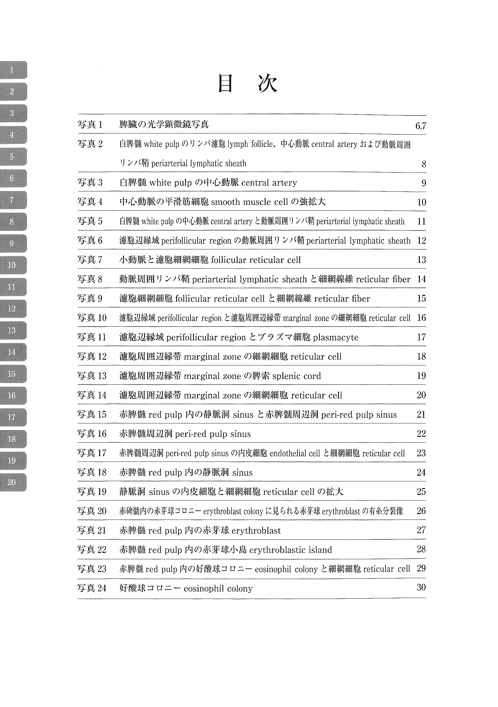 电子显微镜 Atlas 大鼠正常结构 4 脾 脾