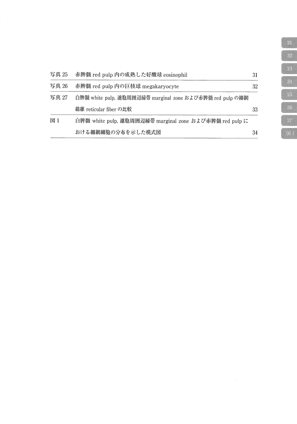电子显微镜 Atlas 大鼠正常结构 4 脾 脾