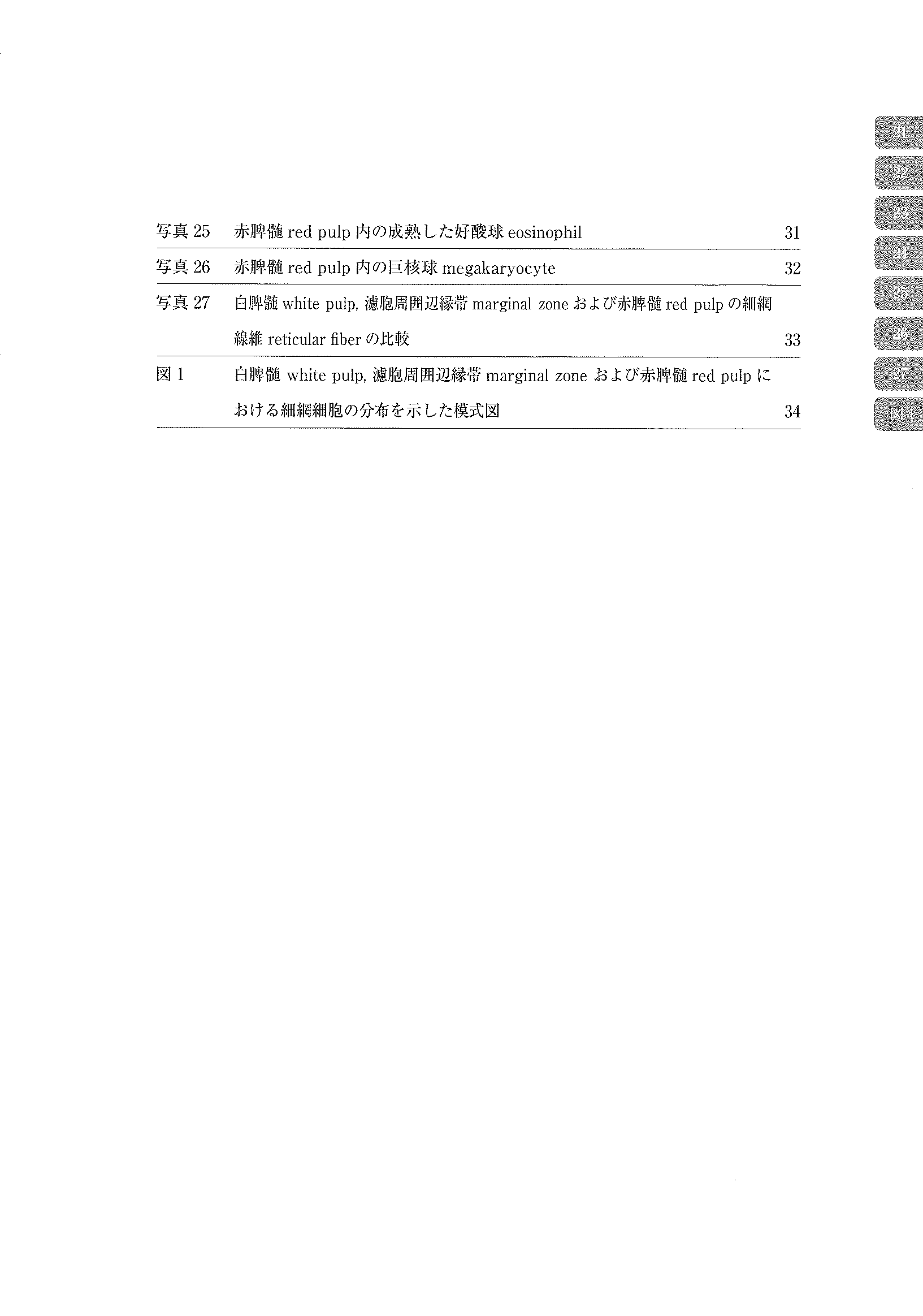 电子显微镜 Atlas 大鼠正常结构 4 脾 脾