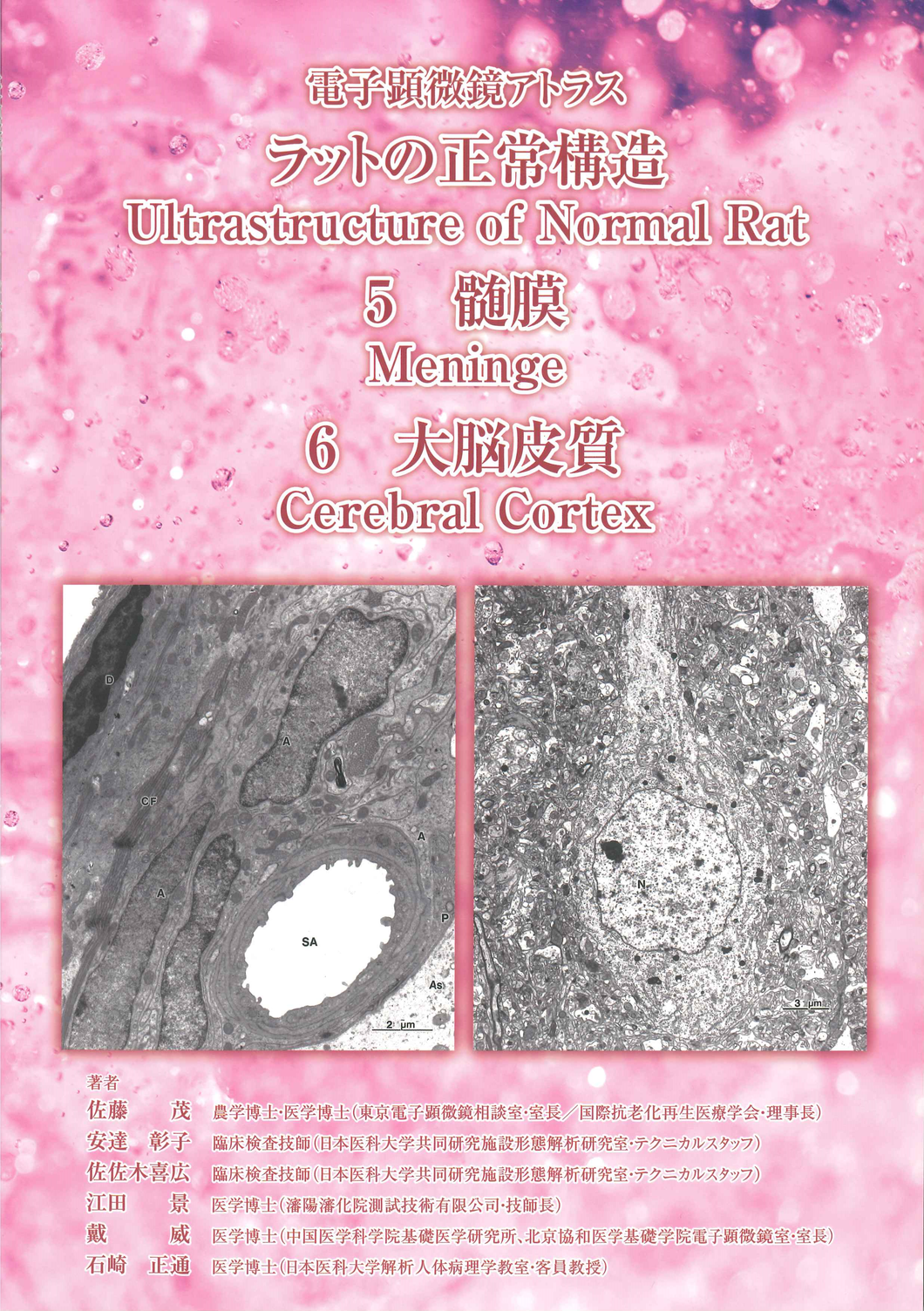 電子顕微鏡アトラス　ラットの正常構造　5　髄膜　Meninge,　6　大脳皮質　Cerebral Cortex